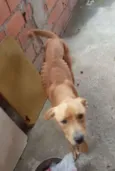 Timão