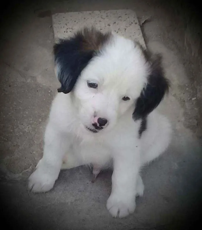 Cachorro ra a Vira-lata idade Abaixo de 2 meses nome Pretinha, Petrita 