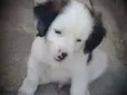 Pretinha, Petrita 