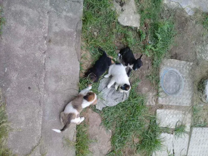 Cachorro ra a Vira-lata idade Abaixo de 2 meses nome Pretinha, Petrita 