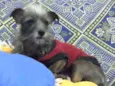 Bartô