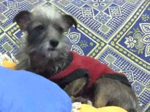 Cachorro raça Não tem idade 6 ou mais anos nome Bartô