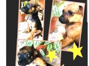 Cachorro raça viralata com pincher  idade Abaixo de 2 meses nome sem nome