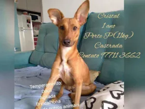 Cachorro raça srd idade 1 ano nome Cristal