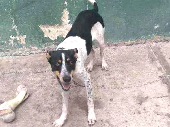 Cachorro raça Virá lata idade 7 a 11 meses nome Lilo