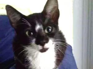 Gato raça  idade 2 a 6 meses nome Filhote Abandonado