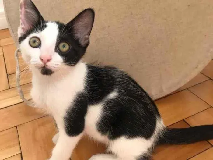 Gato ra a SRD idade 2 a 6 meses nome Frajolinha