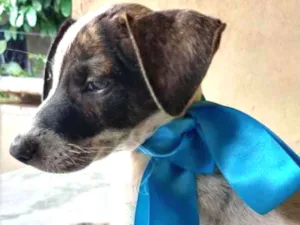 Cachorro raça SRD idade 2 a 6 meses nome Eros