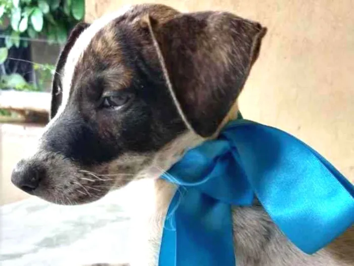 Cachorro ra a SRD idade 2 a 6 meses nome Eros