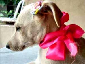 Cachorro raça SRD idade 2 a 6 meses nome Jasmim