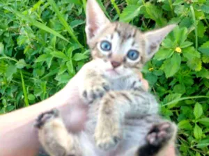 Gato raça SEM RAÇA DEFINIDA.  idade Abaixo de 2 meses nome SEM NOME. 
