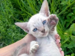 Gato raça SEM RAÇA DEFINIDA.  idade Abaixo de 2 meses nome SEM NOME. 