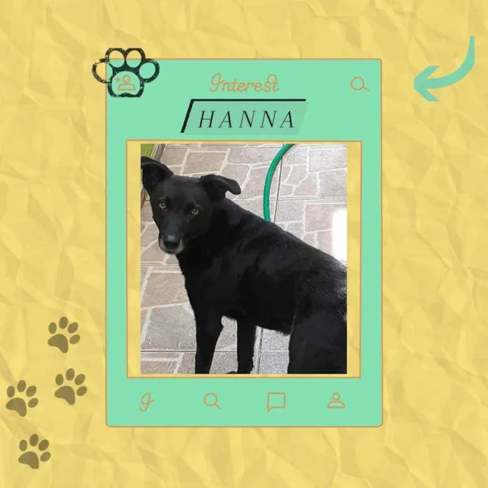 Cachorro ra a srd idade 5 anos nome Hanna