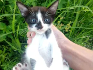 Gato raça SEM RAÇA DEFINIDA.  idade Abaixo de 2 meses nome SEM NOME. 