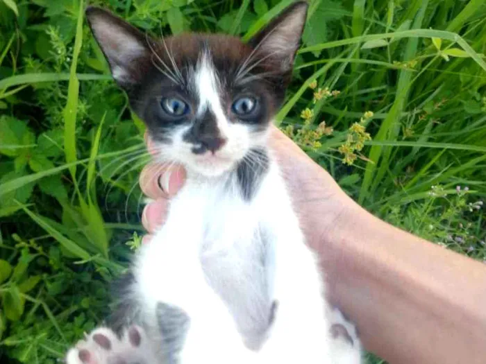 Gato ra a SEM RAÇA DEFINIDA.  idade Abaixo de 2 meses nome SEM NOME. 