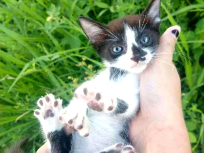 Gato ra a SEM RAÇA DEFINIDA.  idade Abaixo de 2 meses nome SEM NOME. 