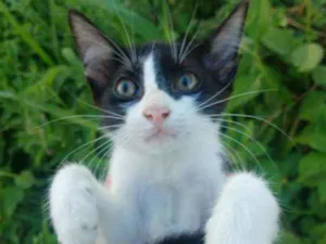 Gato raça SEM RAÇA DEFINIDA.  idade 2 a 6 meses nome SEM NOME. 
