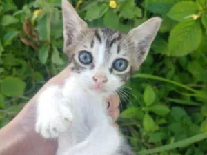 Gato raça SEM RAÇA DEFINIDA.  idade Abaixo de 2 meses nome SEM NOME. 