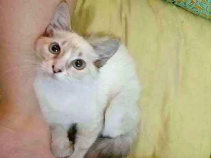 Gato ra a SRD idade 2 a 6 meses nome ...