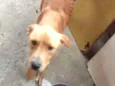 Timão