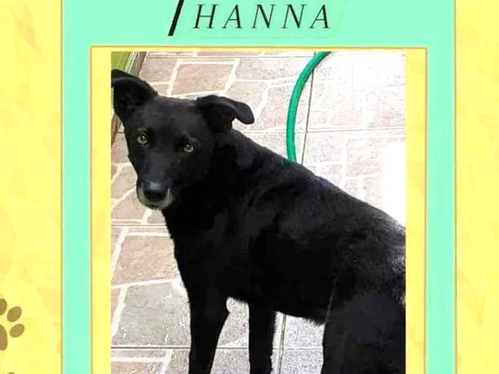 Cachorro ra a srd idade 5 anos nome Hanna