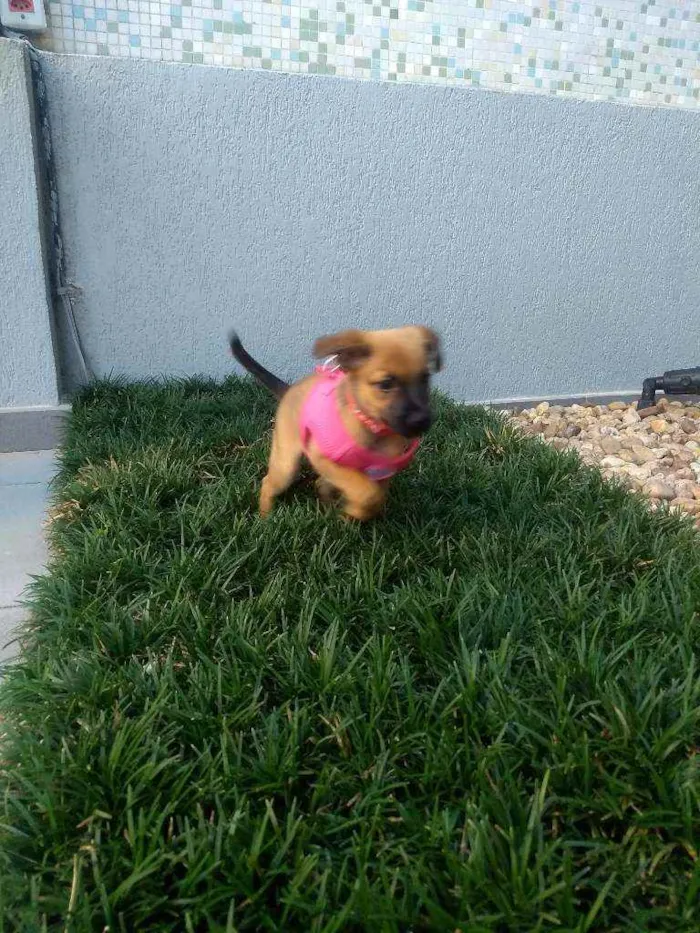 Cachorro ra a SRD idade 2 a 6 meses nome Allice