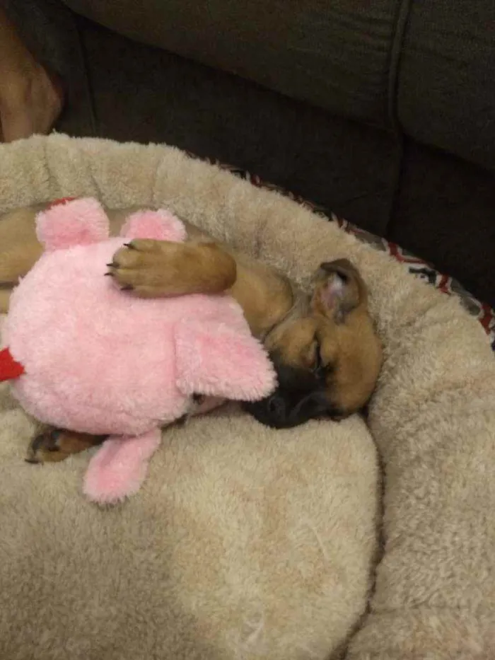 Cachorro ra a SRD idade 2 a 6 meses nome Allice