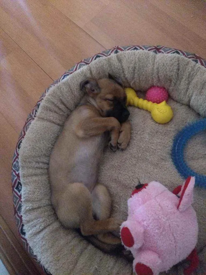 Cachorro ra a SRD idade 2 a 6 meses nome Allice