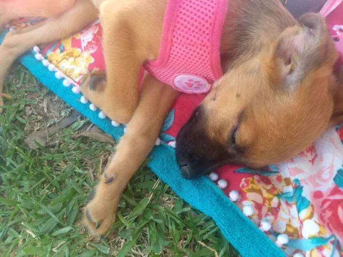 Cachorro ra a SRD idade 2 a 6 meses nome Allice
