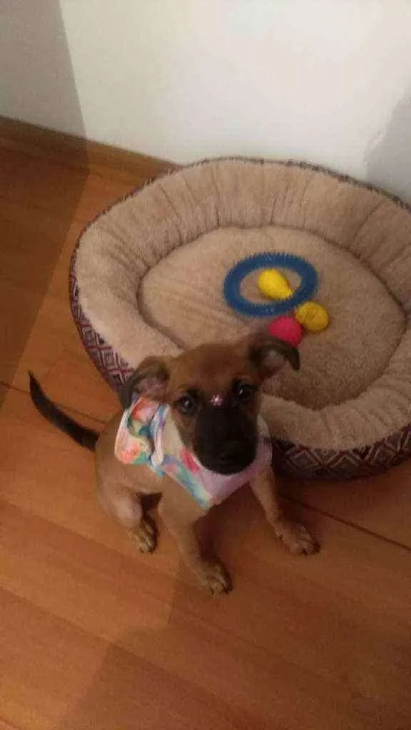 Cachorro ra a SRD idade 2 a 6 meses nome Allice