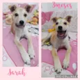 Cachorro raça Srd idade 2 a 6 meses nome Sarah