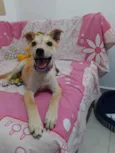 Cachorro raça Srd idade 2 a 6 meses nome Sarah