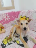 Cachorro raça Srd idade 2 a 6 meses nome Sarah