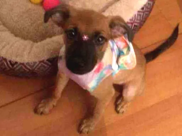 Cachorro ra a SRD idade 2 a 6 meses nome Allice