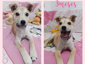 Cachorro raça Srd idade 2 a 6 meses nome Sarah