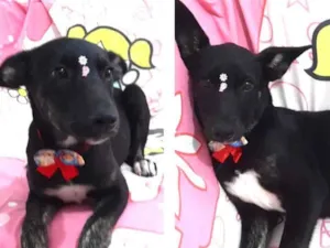Cachorro raça Srd idade 2 a 6 meses nome Liza
