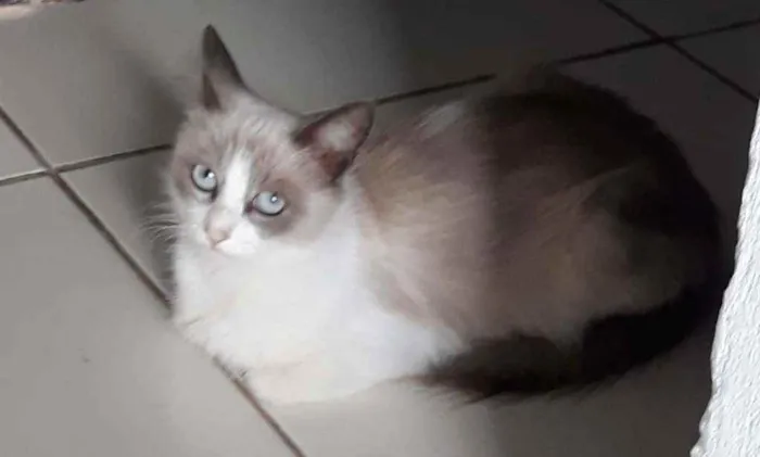 Gato ra a Srd idade 7 a 11 meses nome Princesa