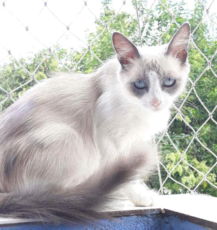 Gato ra a Srd idade 7 a 11 meses nome Princesa