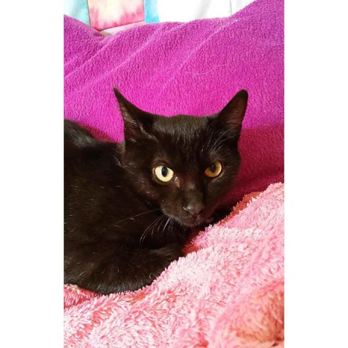 Gato ra a Sem raça definida  idade 2 a 6 meses nome Olivia 