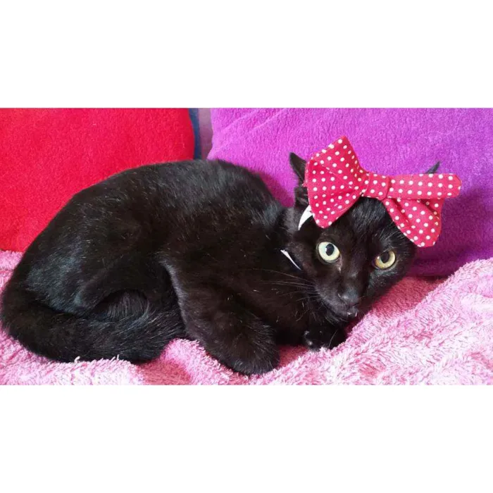 Gato ra a Sem raça definida  idade 2 a 6 meses nome Olivia 