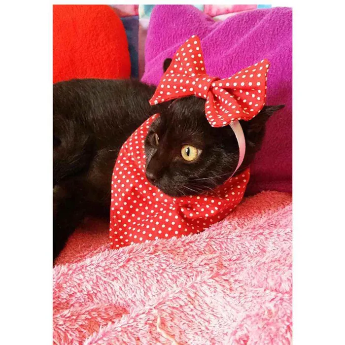 Gato ra a Sem raça definida  idade 2 a 6 meses nome Olivia 