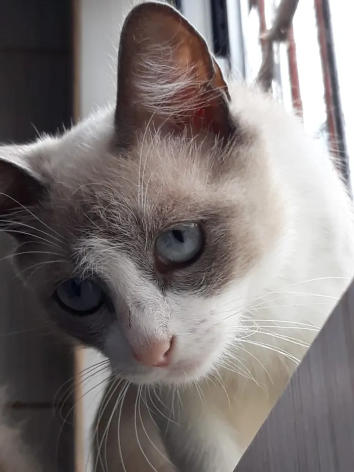 Gato ra a Srd idade 7 a 11 meses nome Princesa
