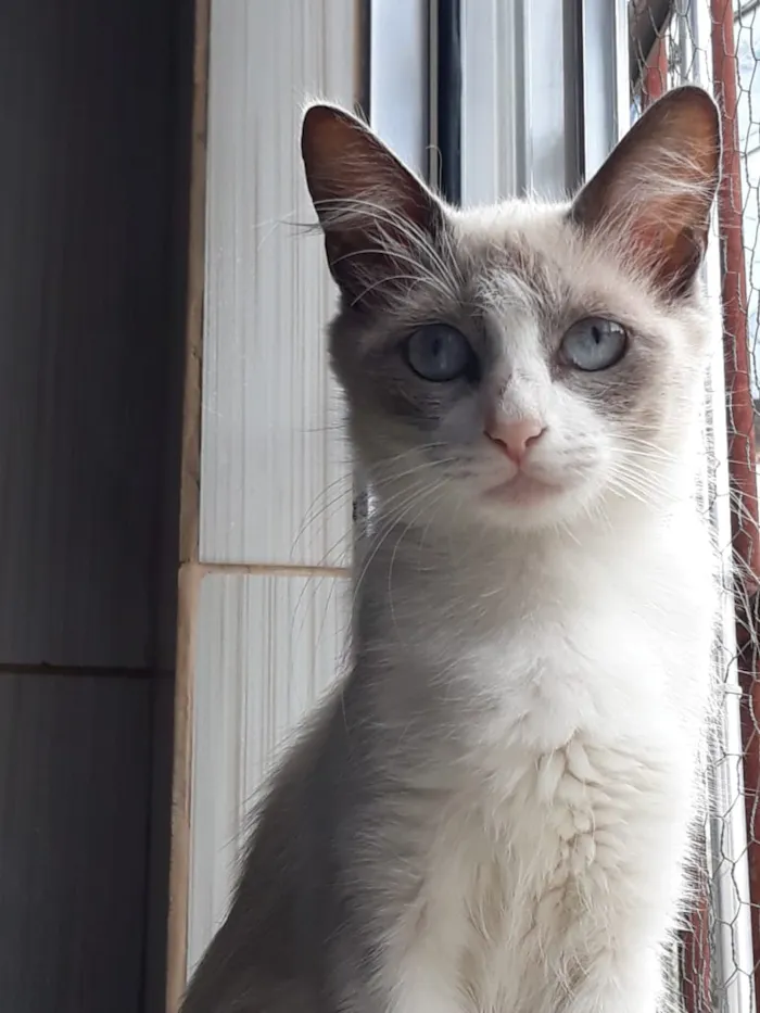 Gato ra a Srd idade 7 a 11 meses nome Princesa