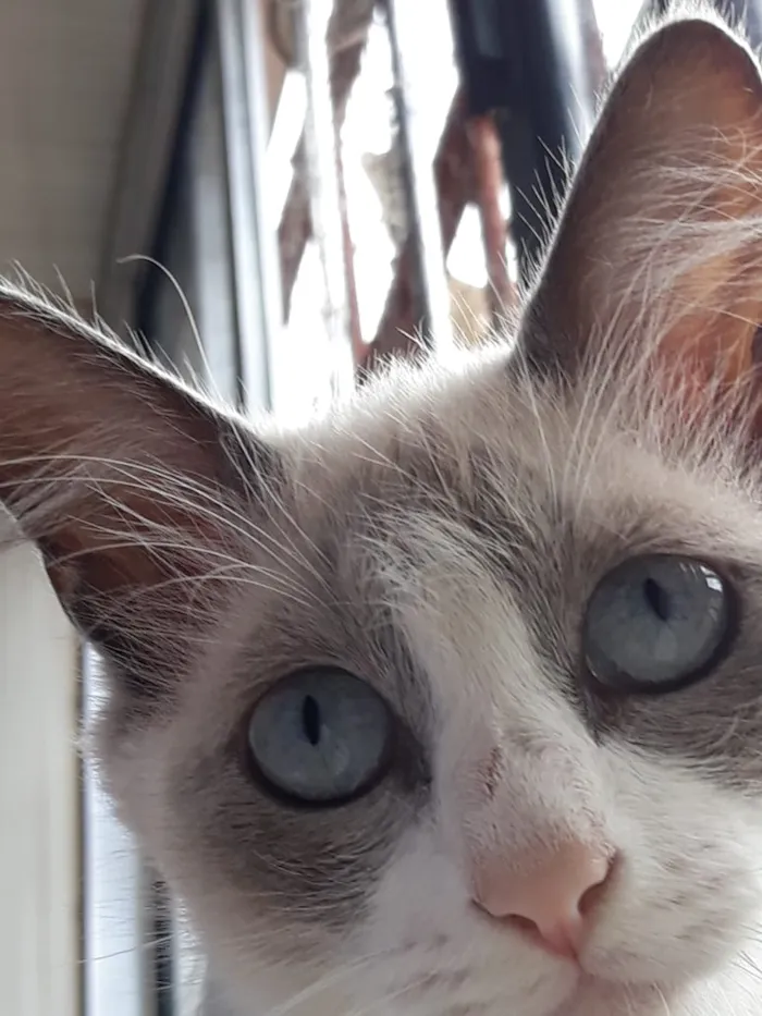 Gato ra a Srd idade 7 a 11 meses nome Princesa
