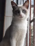 Princesa