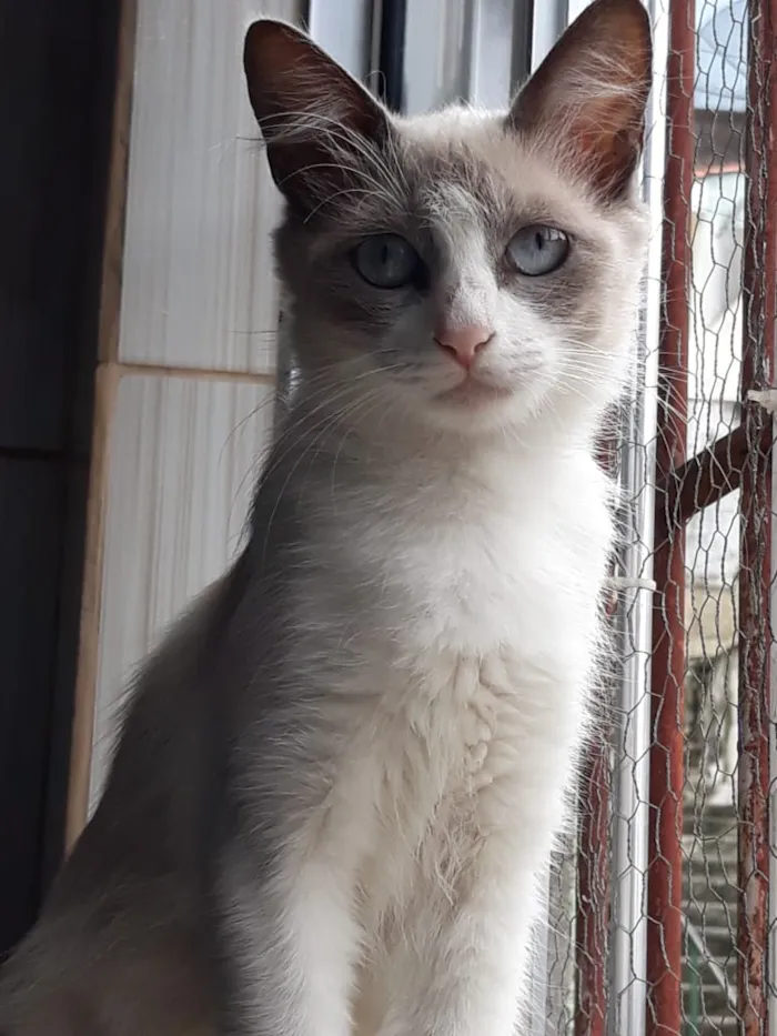 Gato ra a Srd idade 7 a 11 meses nome Princesa