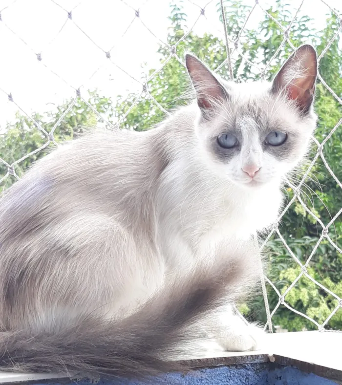 Gato ra a Srd idade 7 a 11 meses nome Princesa
