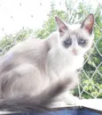 Princesa