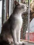 Princesa