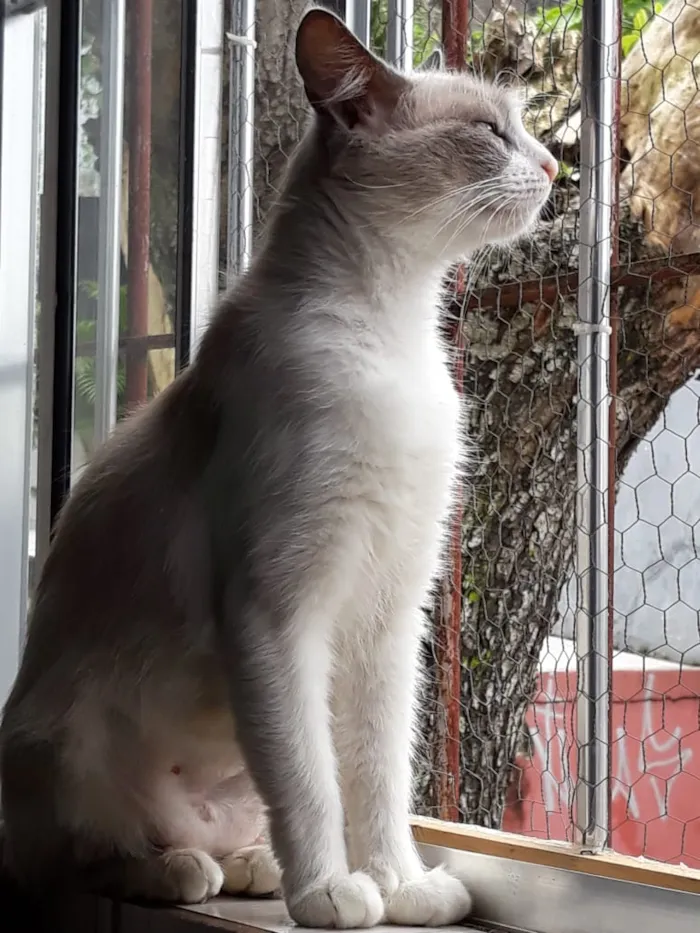 Gato ra a Srd idade 7 a 11 meses nome Princesa